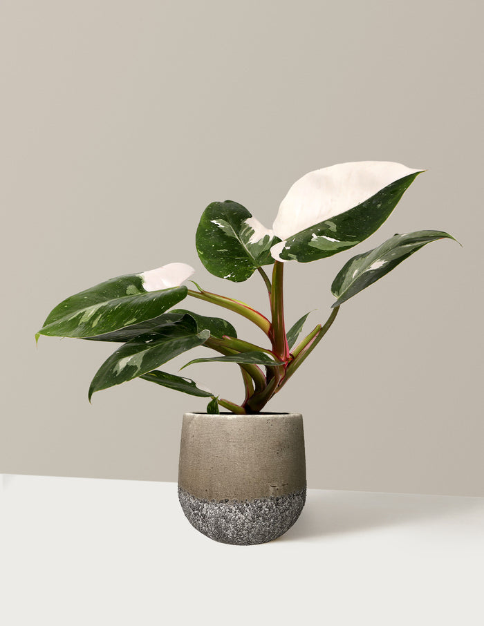 Philodendron White Princess