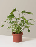 bundle | Medium | Grow Pot