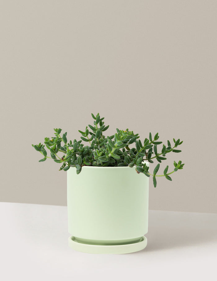 bundle | Medium | Isabella | Sage