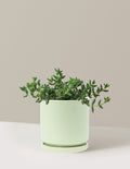 bundle | Medium | Isabella | Sage