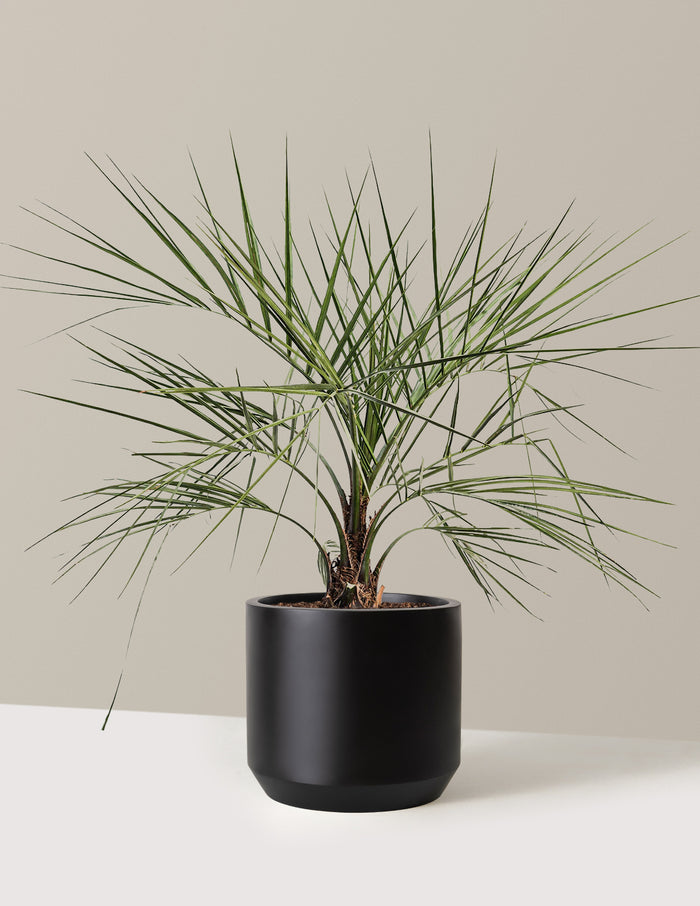 bundle | 3 Gallon | Mexia | Black