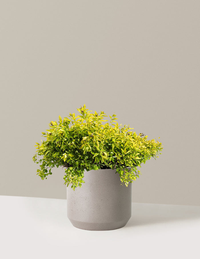 Pineapple Poprocks® Spiraea