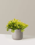 Pineapple Poprocks® Spiraea