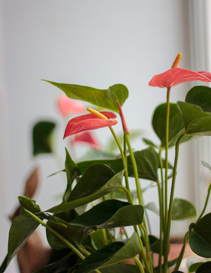 Pink Anthurium
