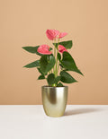 Small (12"-16" tall) / Marcelle (5" wide) / Gold