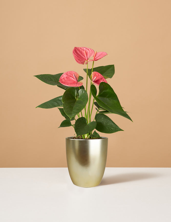 Small (12"-16" tall) / Marcelle (5" wide) / Gold