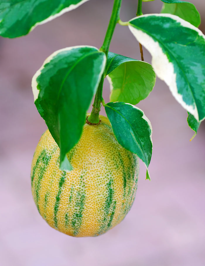 Pink Variegated Eureka Lemon Bush