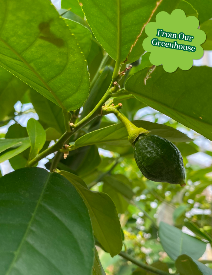 Ponderosa Lemon Tree