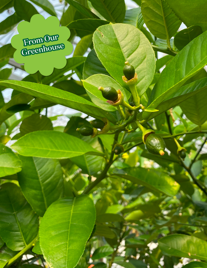 Ponderosa Lemon Tree