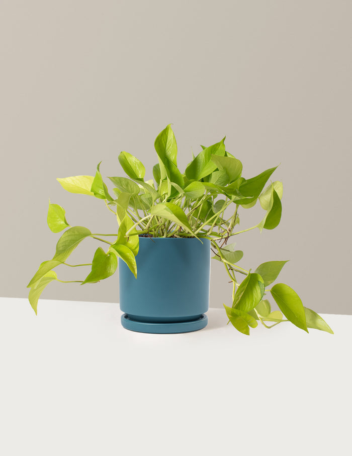 bundle | Medium | Isabella | Antique Teal
