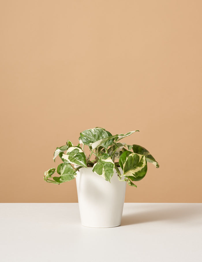 bundle | Small | Marianne | White