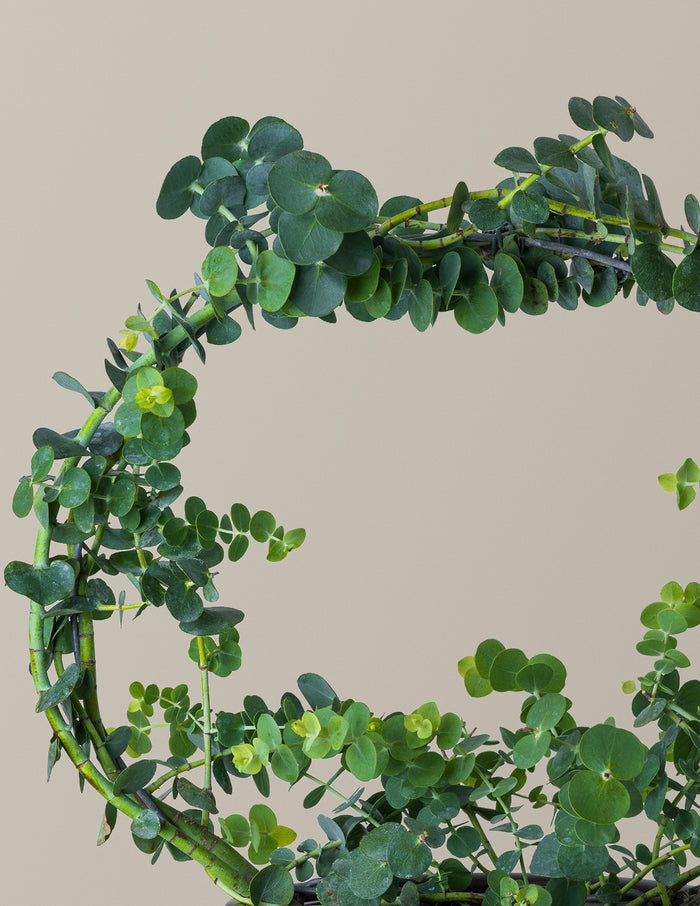 Potted Live Eucalyptus Hoop