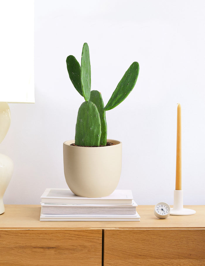 Prickly Pear Cactus