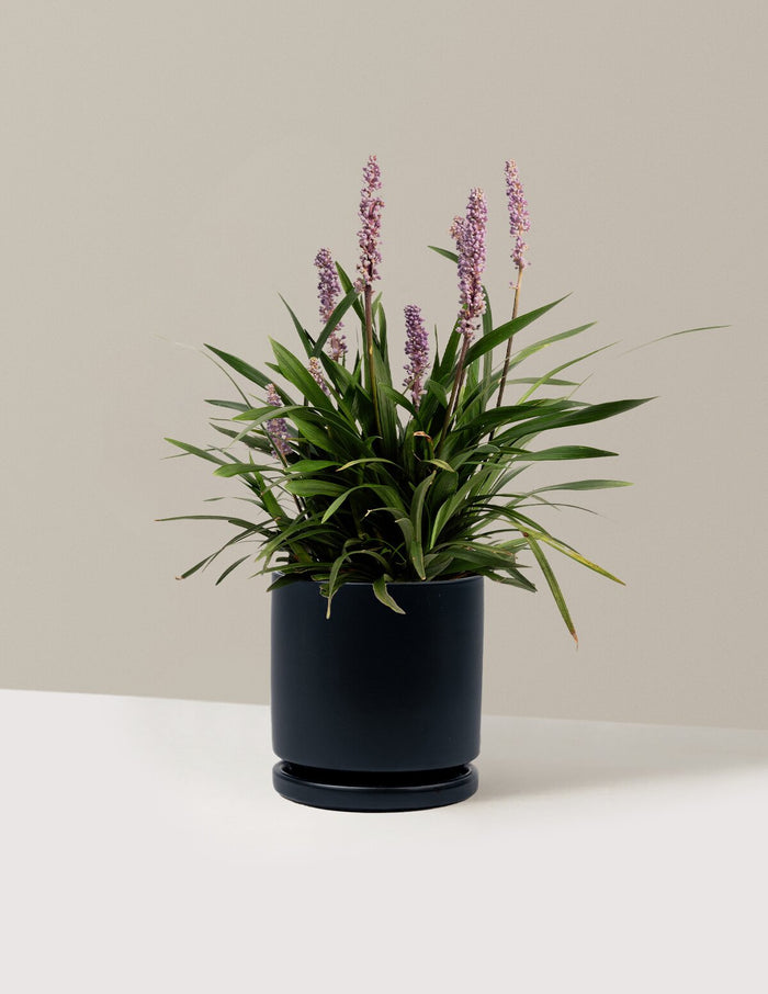 1 Gallon - Single / Isabella (8.25" wide) / Black