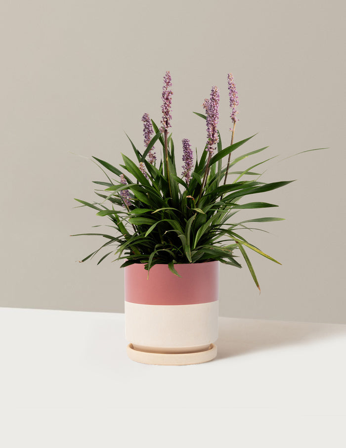 1 Gallon - Single / Isabella (8.25" wide) / Top Half Dusty Rose