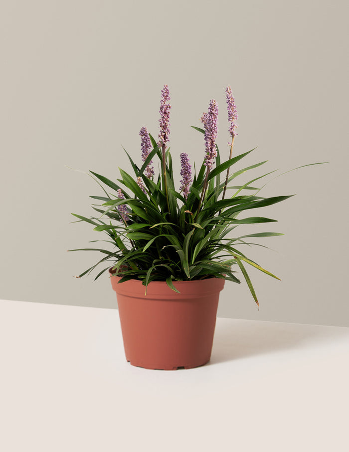 1 Gallon - Single / Grow Pot / Plastic