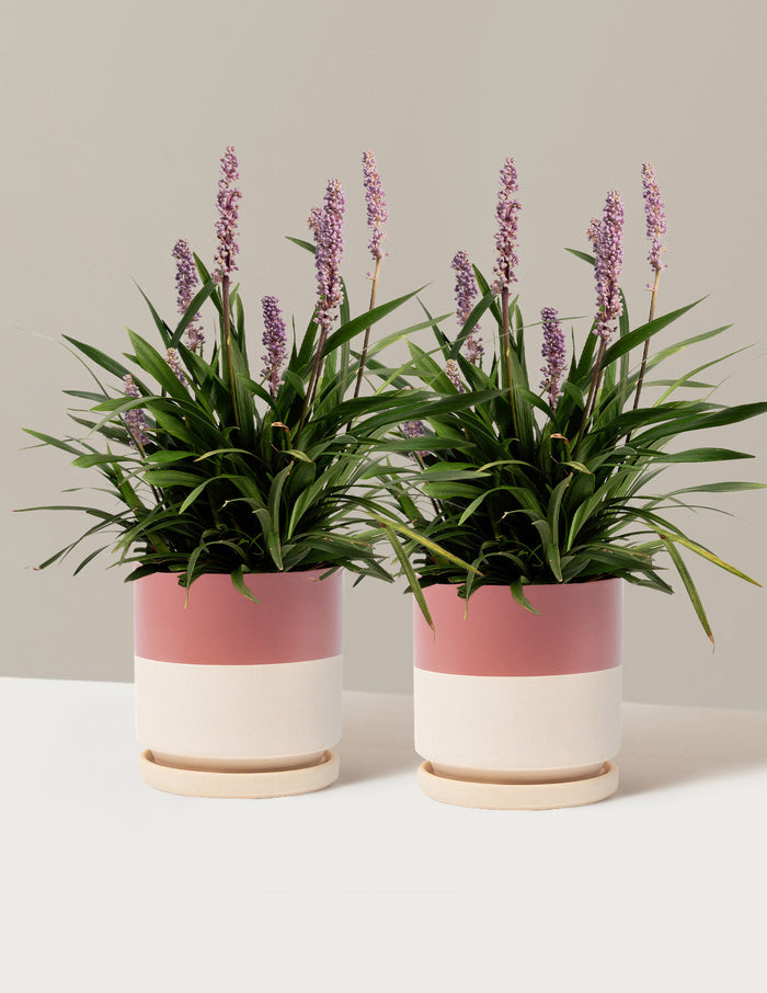 1 Gallon - 2-Pack / Isabella (8.25" wide) / Top Half Dusty Rose
