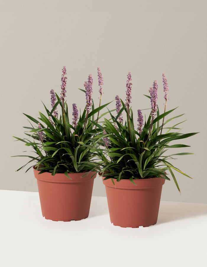 1 Gallon - 2-Pack / Grow Pot / Plastic
