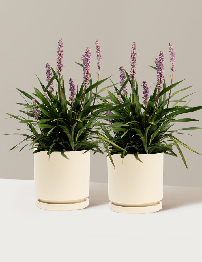 bundle | 1 Gallon - 2-Pack | Isabella | Almond