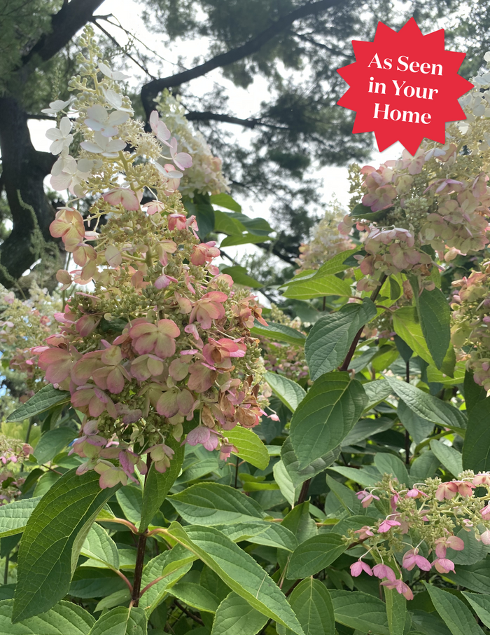 Quick Fire® Hydrangea Tree