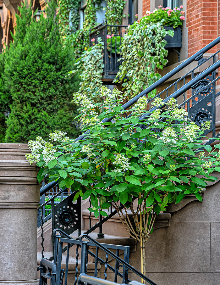 Quick Fire® Hydrangea Tree