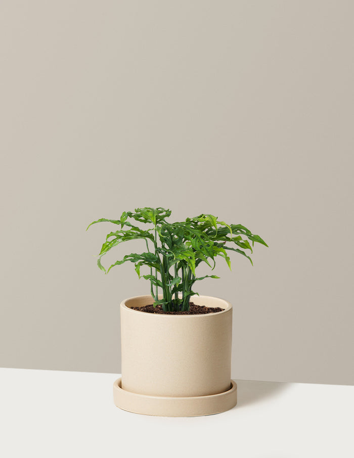Rare Monstera Obliqua