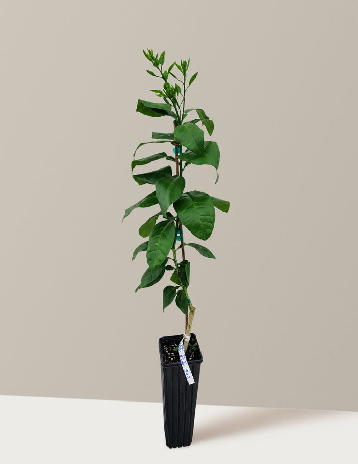 Ray Ruby Grapefruit Tree