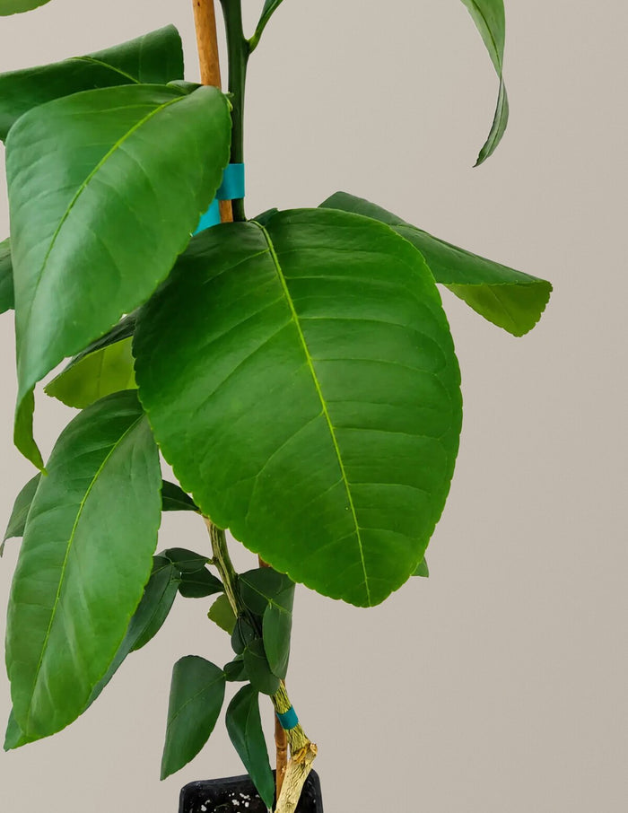 Ray Ruby Grapefruit Tree
