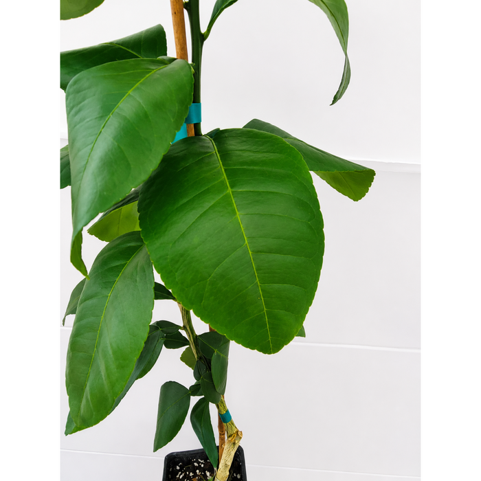 Ray Ruby Grapefruit Tree