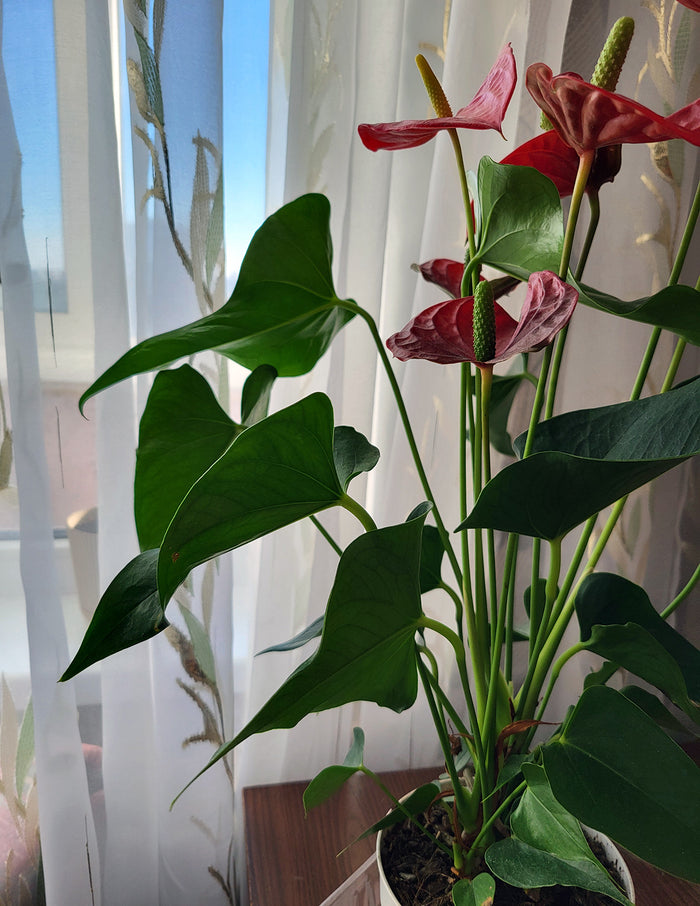 Red Anthurium