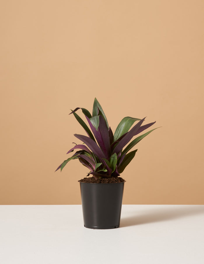 bundle | Small | Grow Pot