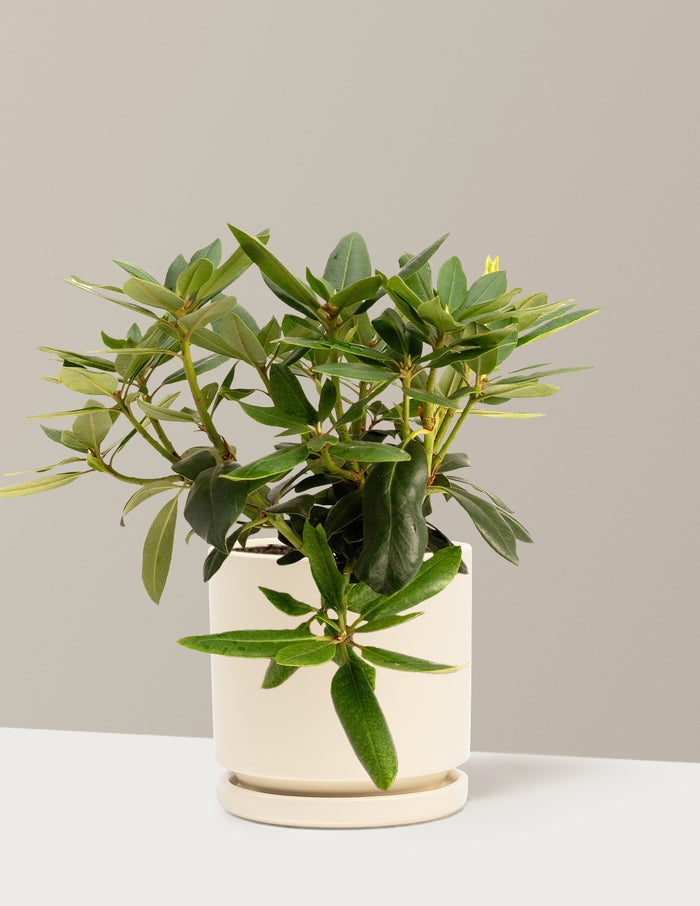 bundle | 1 Gallon | Isabella | Almond