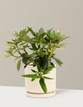 bundle | 1 Gallon | Isabella | Almond