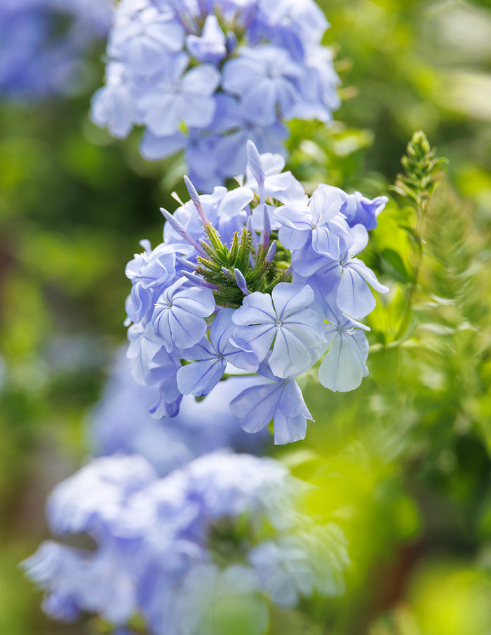 Royal Cape® Plumbago