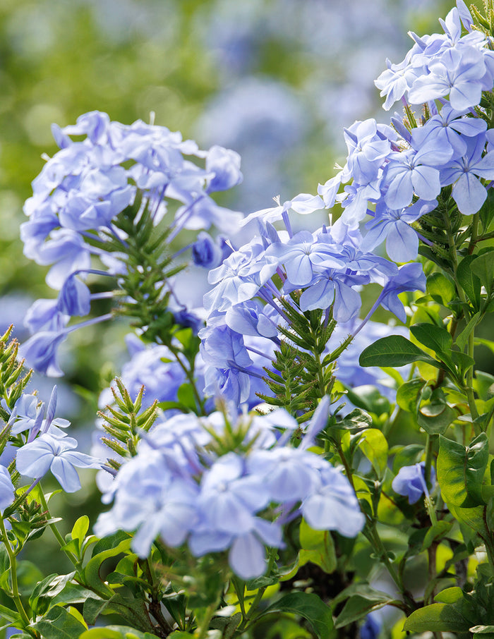 Royal Cape® Plumbago