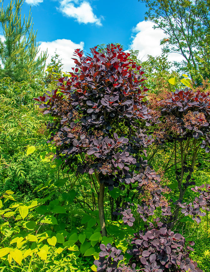 Royal Purple Smoke Bush