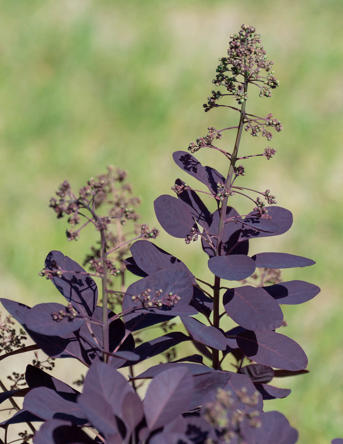 Royal Purple Smoke Bush