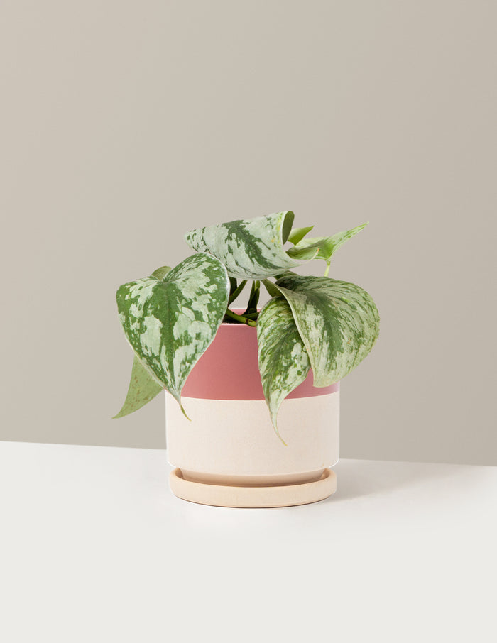 bundle | Medium | Isabella | Top Half Dusty Rose