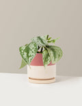 bundle | Medium | Isabella | Top Half Dusty Rose
