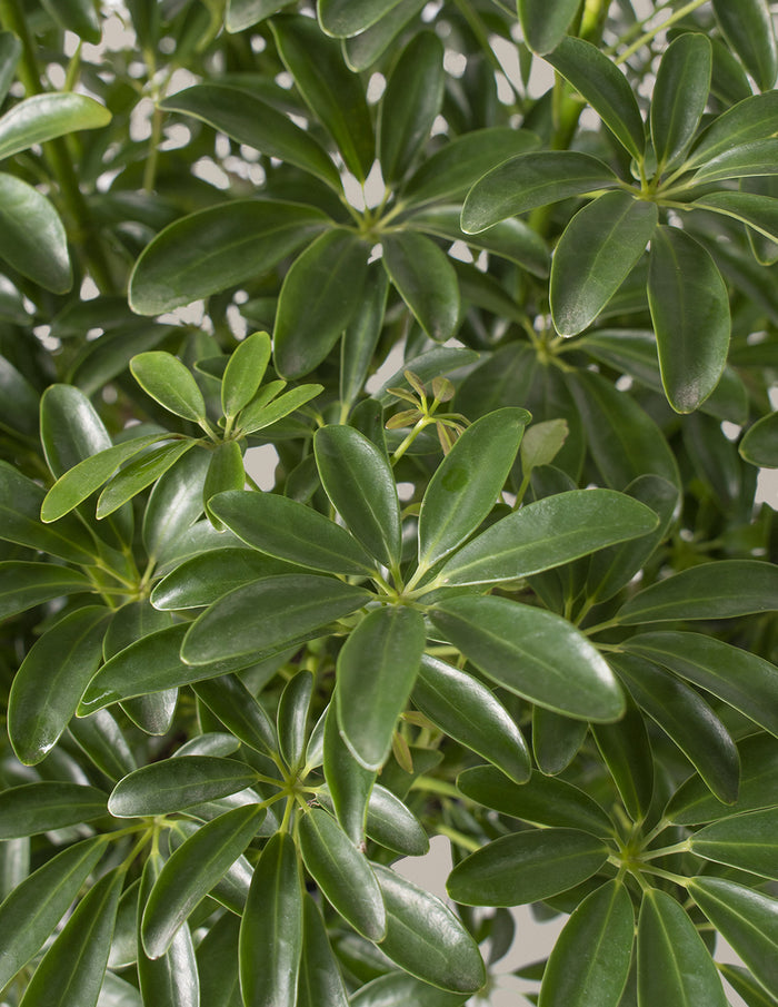 Schefflera Tree