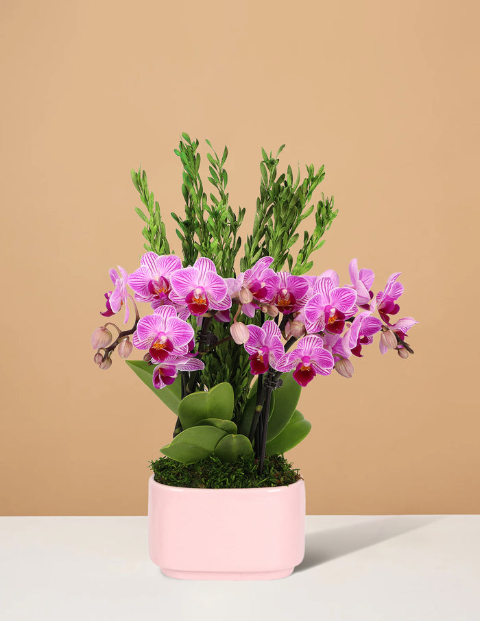 bundle | Light Pink