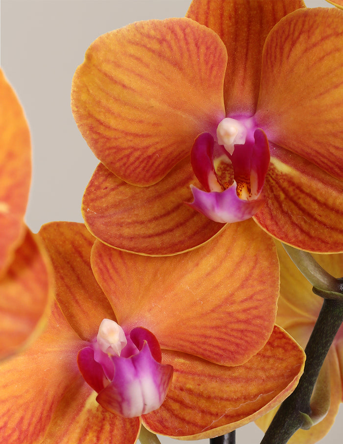 Small Double Orchid