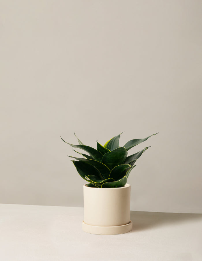 bundle | Small | Hyde | Cream