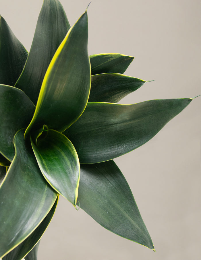 Snake Plant Hahnii