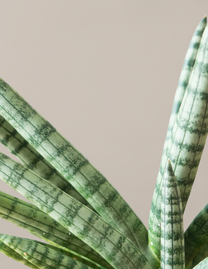Snake Plant Starfish