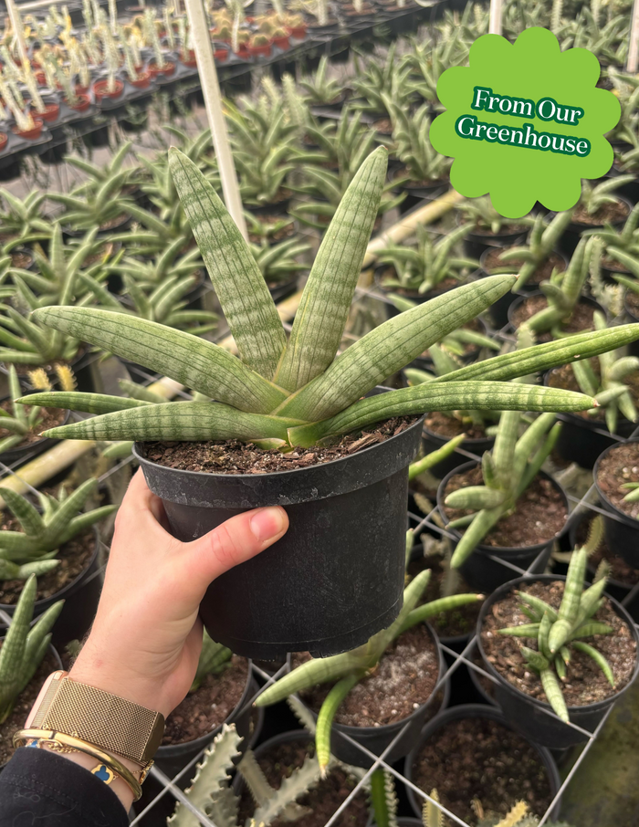 Snake Plant Starfish