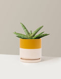 Medium (3"-5" tall) / Isabella (6.25" wide) / Top Half Mustard