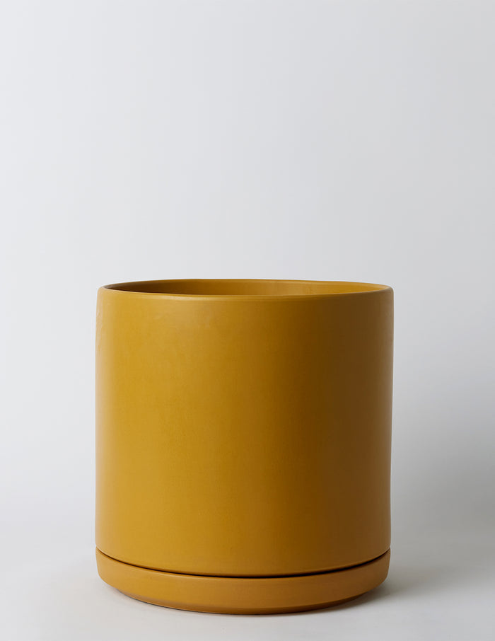 bundle | Mustard | 15-inch