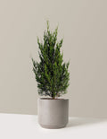 Spartan Juniper
