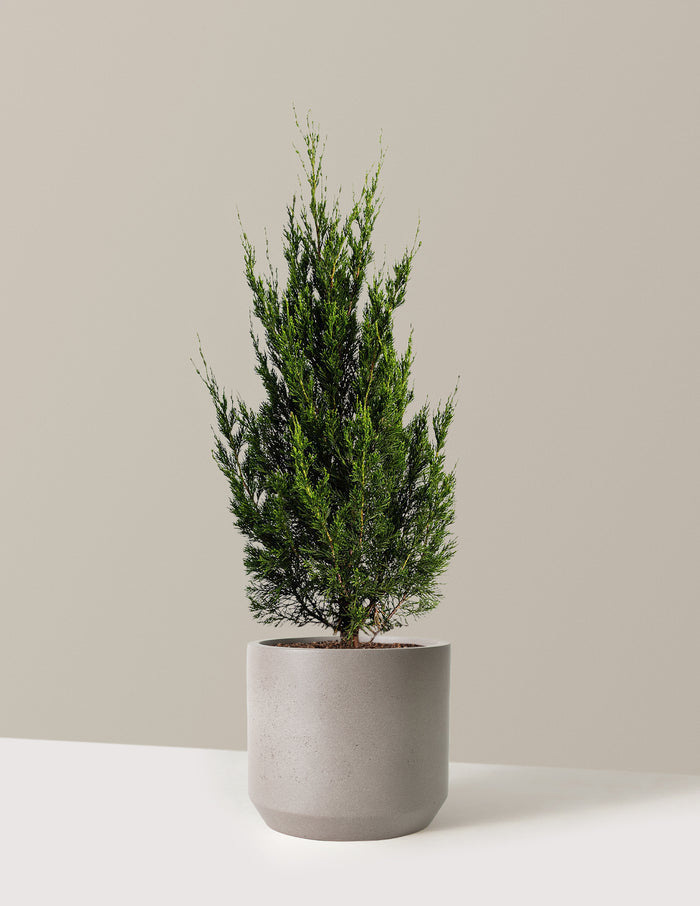Spartan Juniper